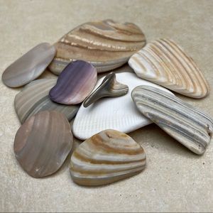 🌊 Set of 10 Calming Serenity Shells 🐚 + a shark tooth!🦈 Fidget or decor